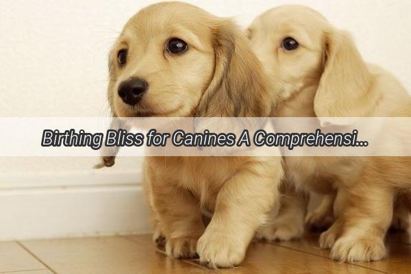 Birthing Bliss for Canines A Comprehensive Guide to a Smooth Puppy Delivery